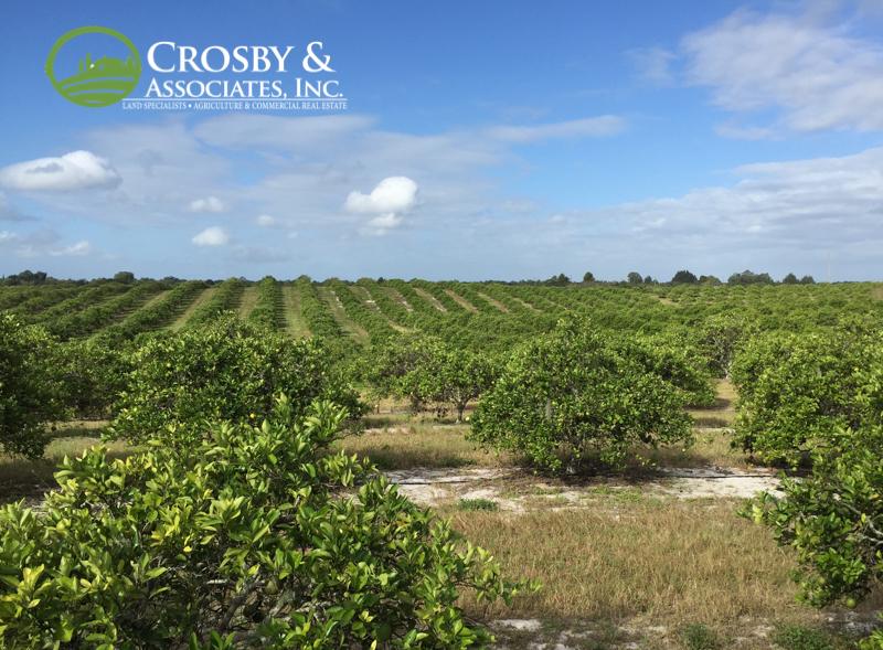 305± Ac Producing Citrus Grove