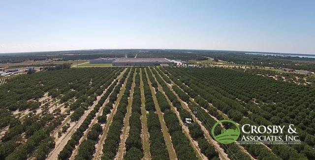 #912 - 9.89± Acre Citrus Grove