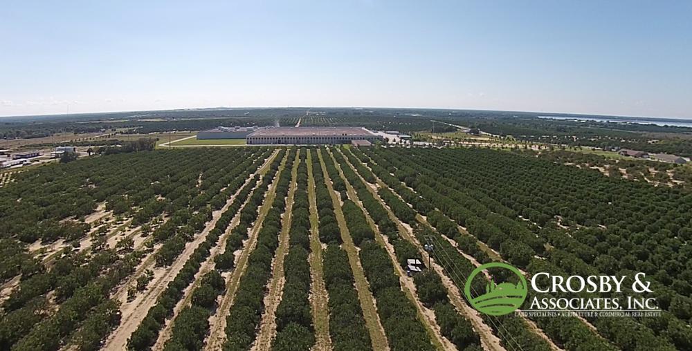 #912 - 9.89± Acre Citrus Grove
