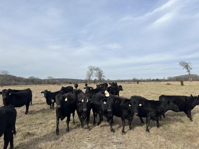 105.427 +- Acres Level Pasture Gordon County