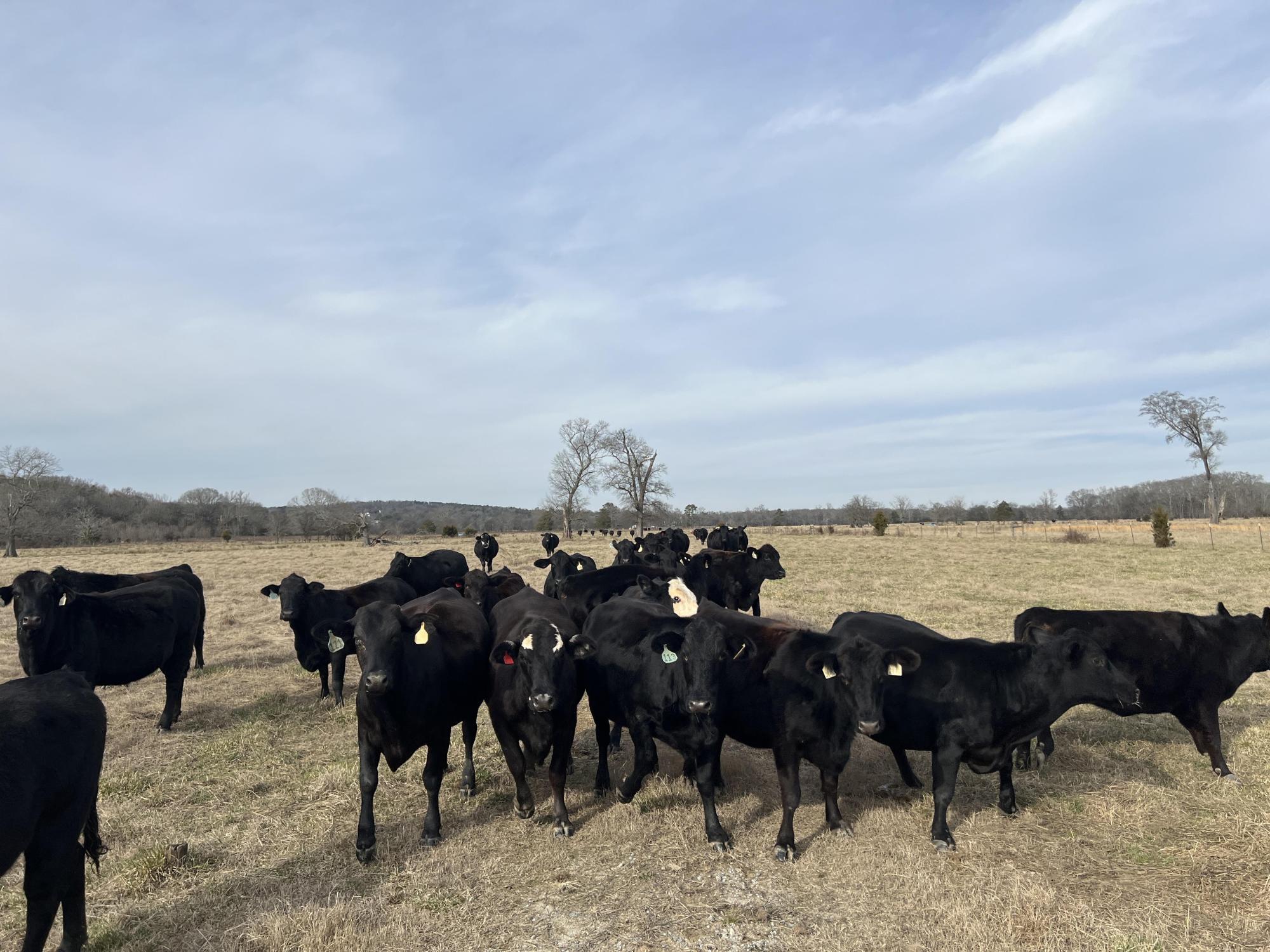 105.427 +- Acres Level Pasture Gordon County