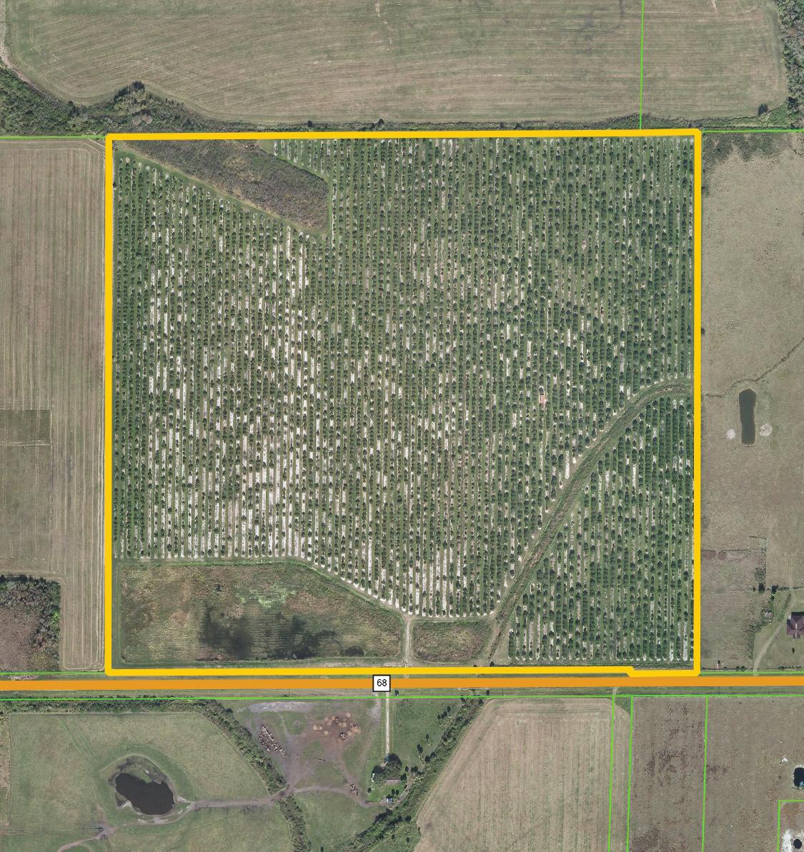 Okeechobee 100 Acres Citrus Grove Hwy 68