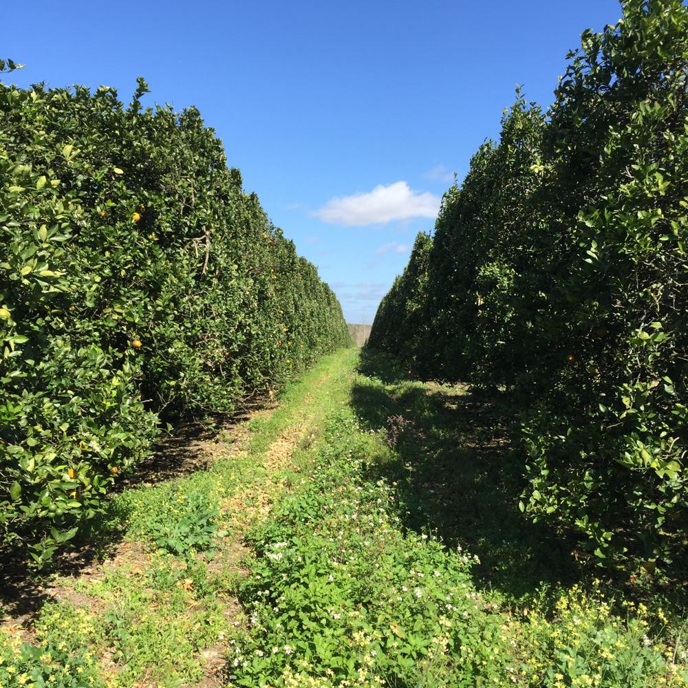 65± Acre Grove/Possible Future Homesite
