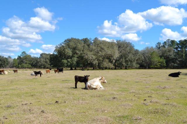 Central Florida Ranch