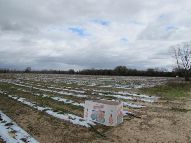 377.58± Ac of Farmland