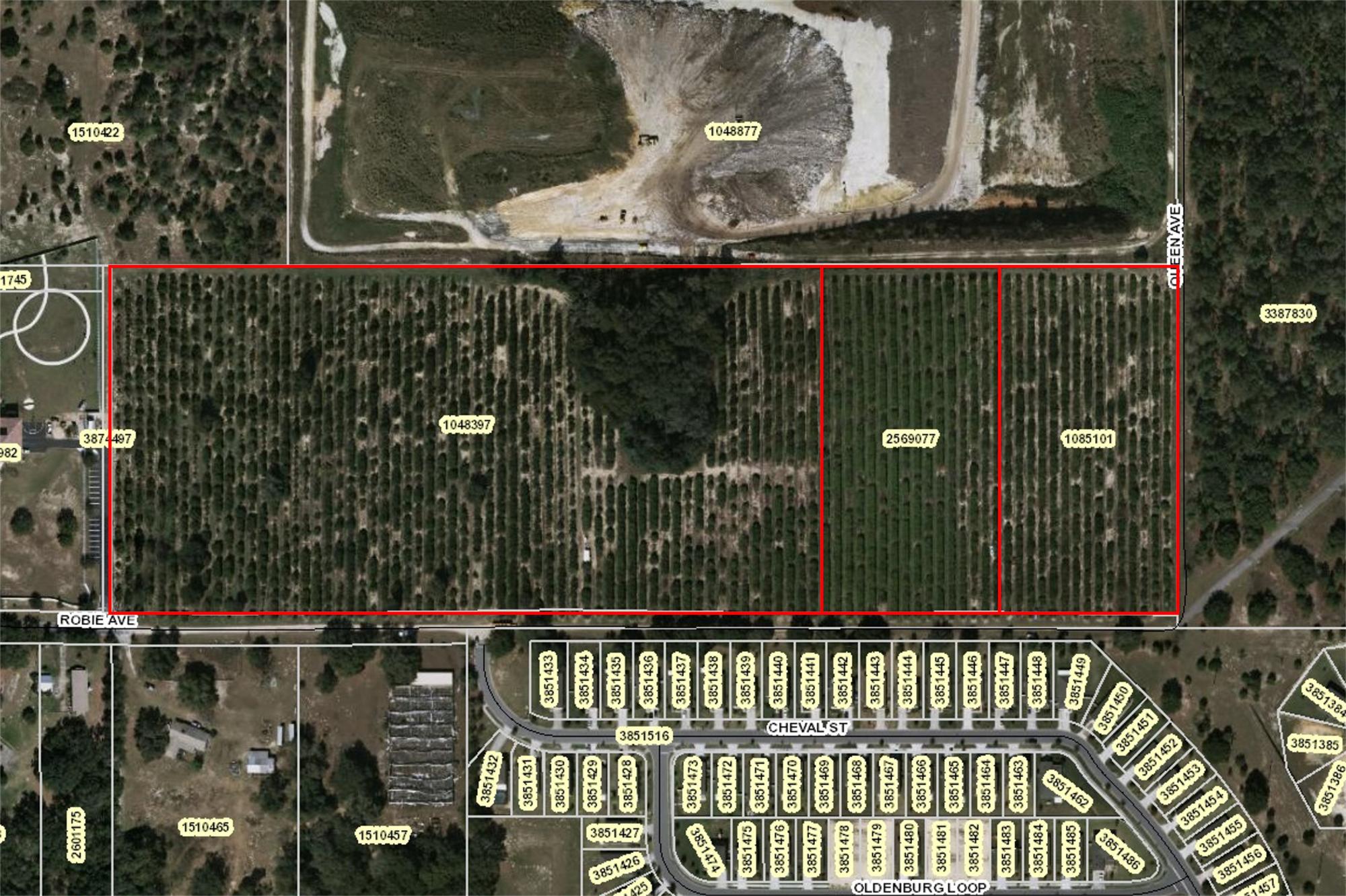High Level Land Planted in Citrus