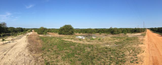 25.77± Acre Turnkey Grove