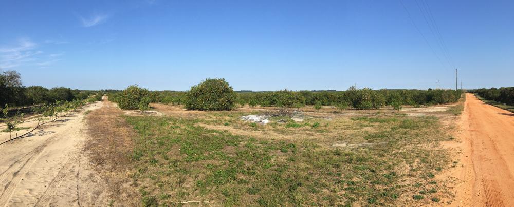 25.77± Acre Turnkey Grove
