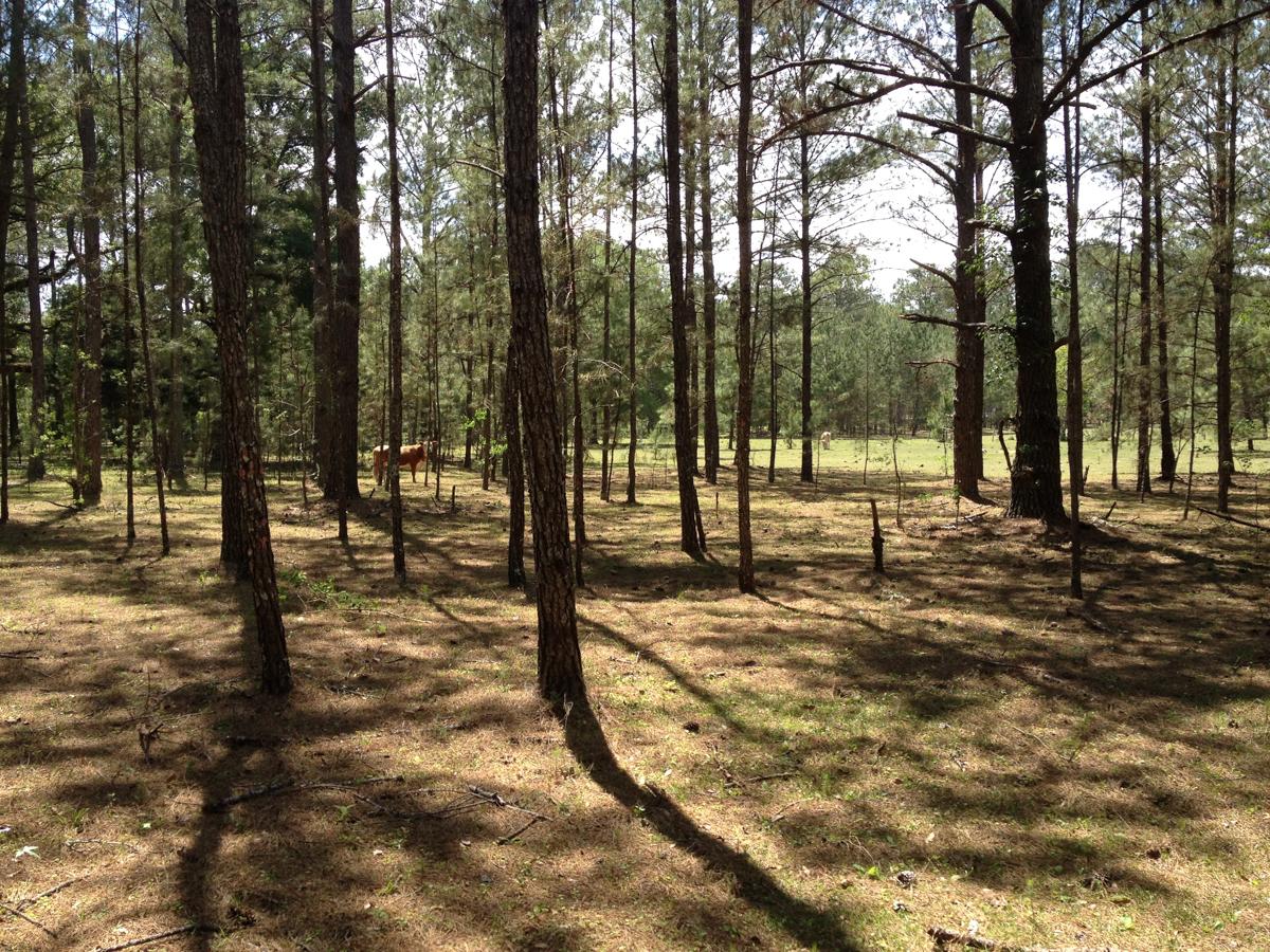 20± Acres Residential Land