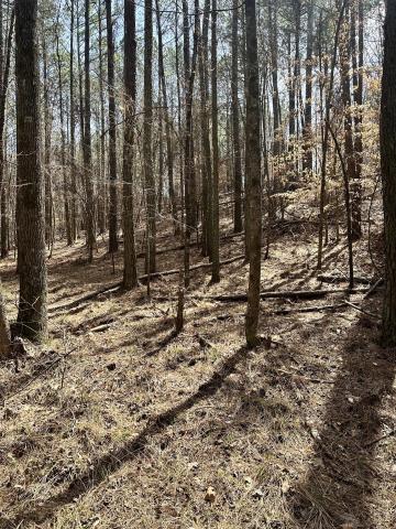Secluded 10.75 Acres in North GA – No HOA