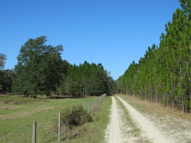 Star Lake Cattle and Timber
