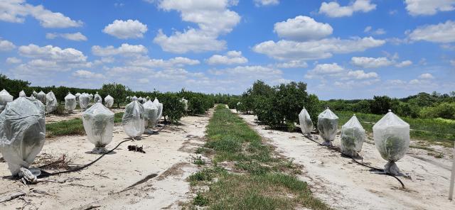 45 Acres – Valencia Grove with 10” Well