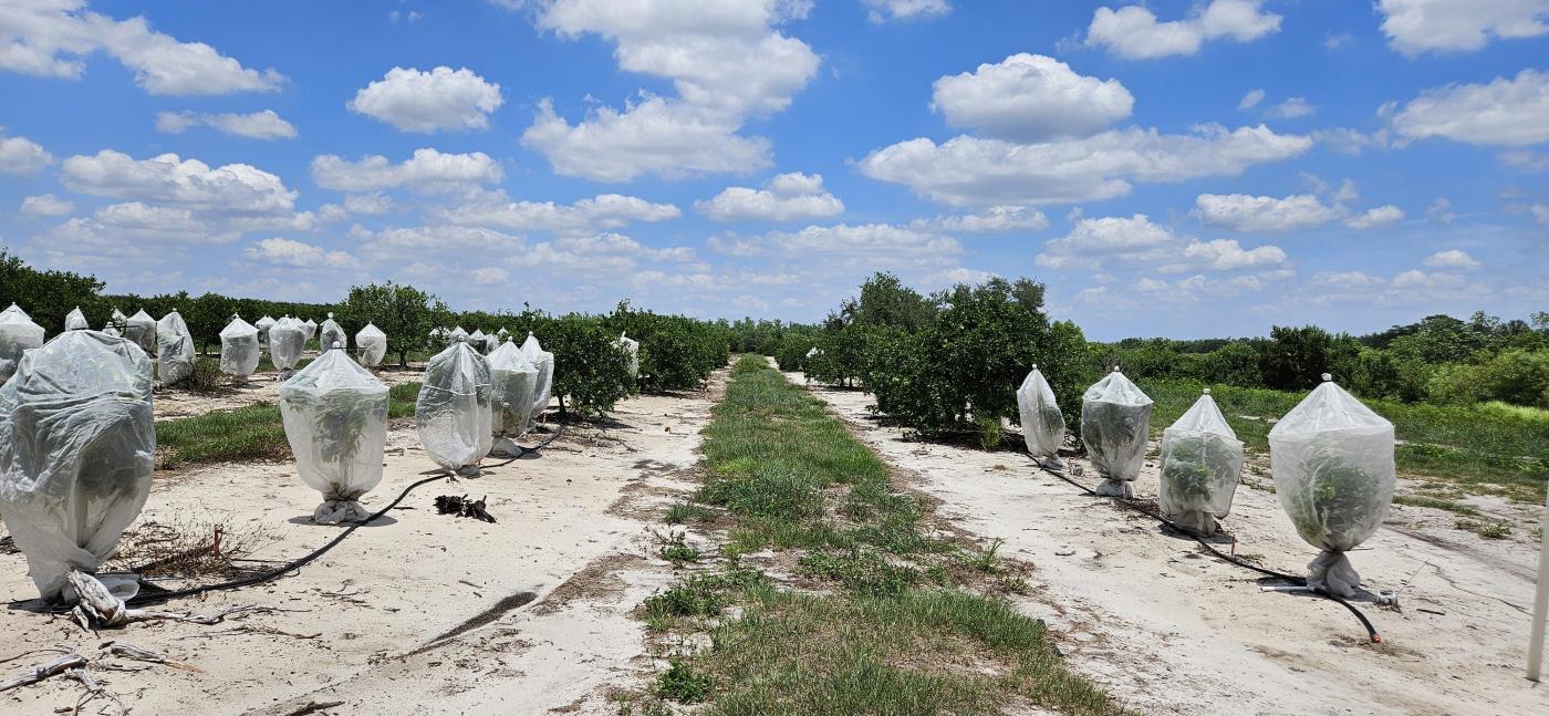 45 Acres – Valencia Grove with 10” Well