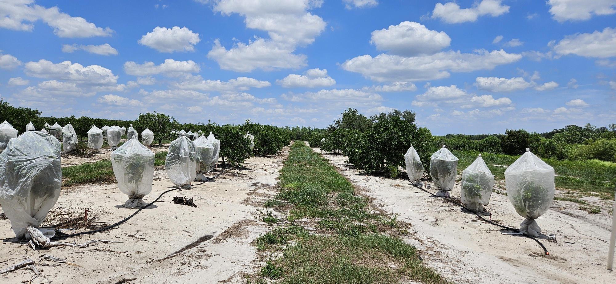 45 Acres – Valencia Grove with 10” Well
