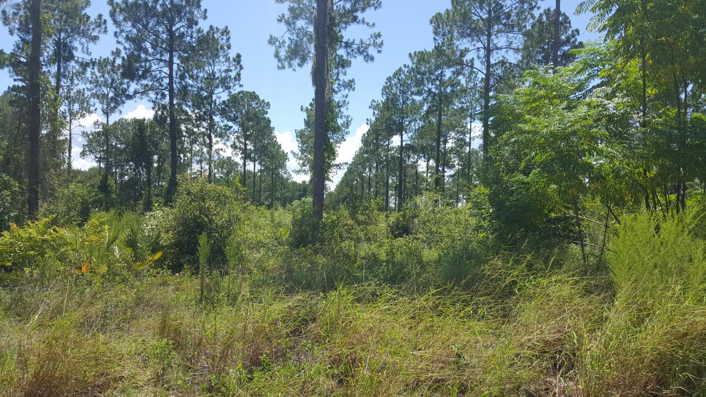 29.94 Acres Binion at Lust Rd Apopka