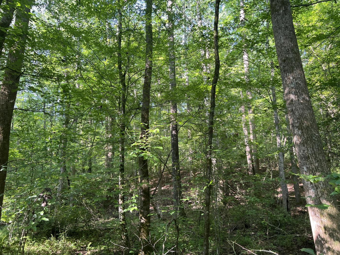 138.3 +- Acres Wooded with a Creek
