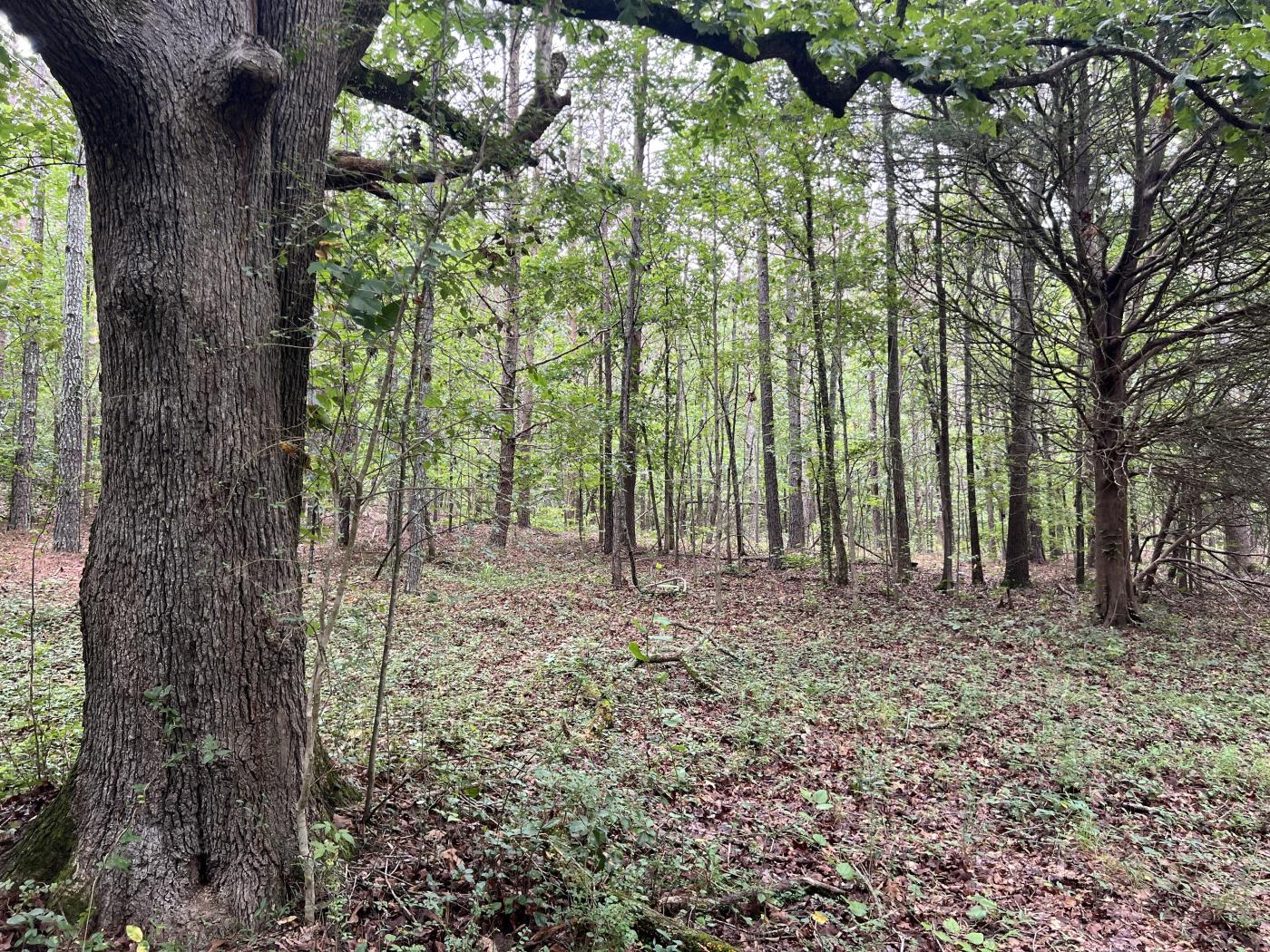 2.479 Wooded Acres Well and County Water