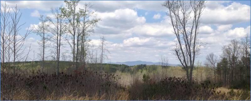 974 Acres on Cherry Grove Rd
