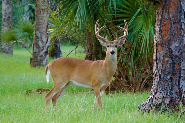 Hunting Grounds in Tiger Island/Cedar Key