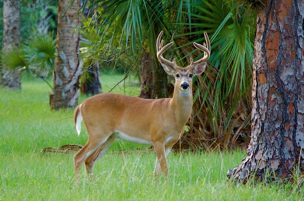 Hunting Grounds in Tiger Island/Cedar Key