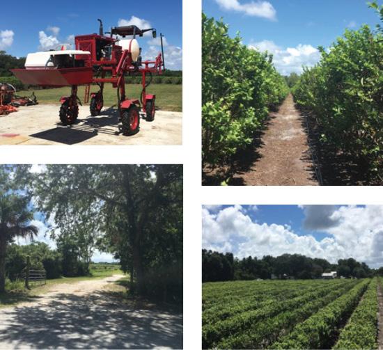 Blueberry Farm - PRICE REDUCED!