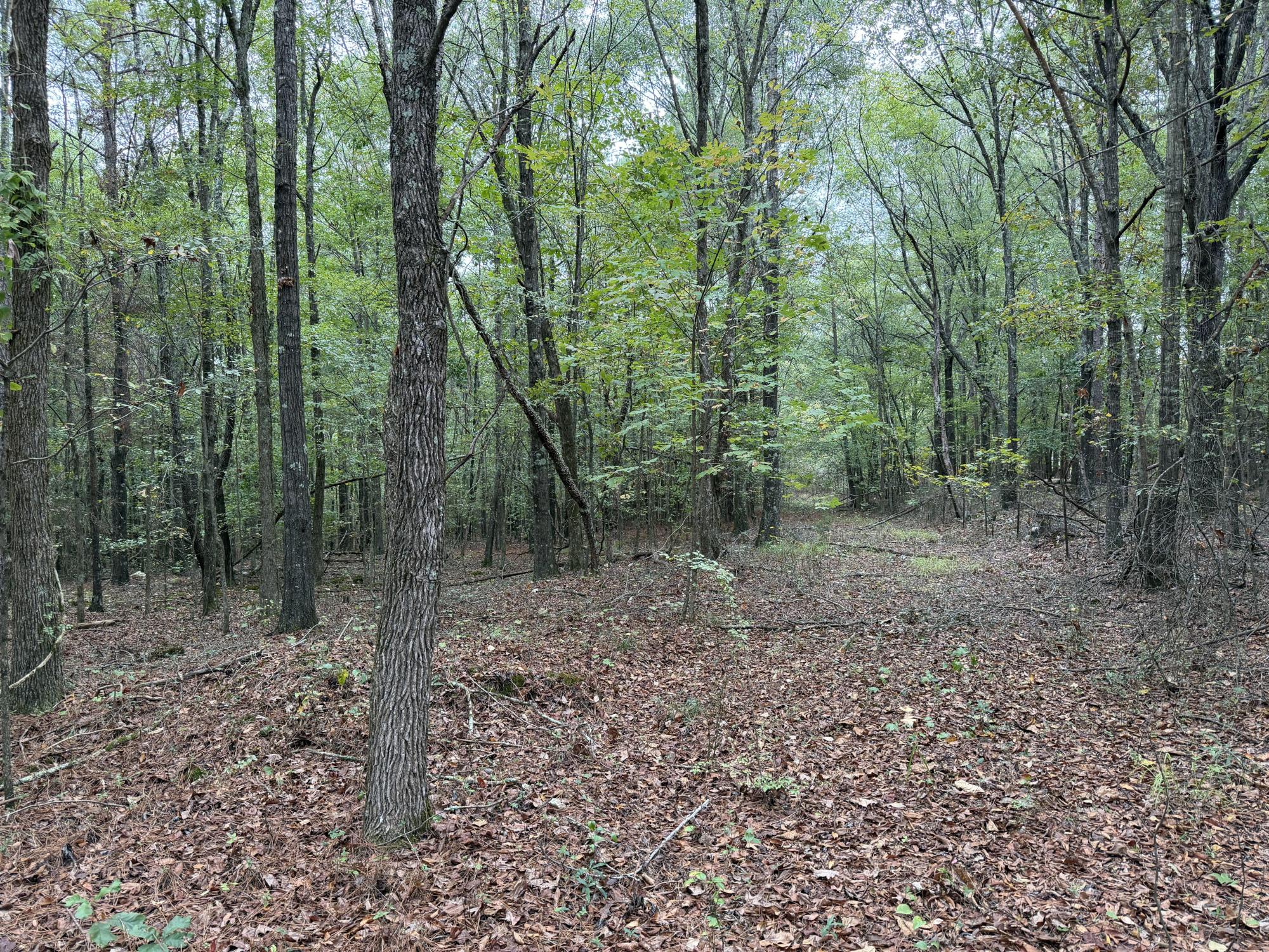 5 AC Near Cedartown — Level, Wooded Homesite