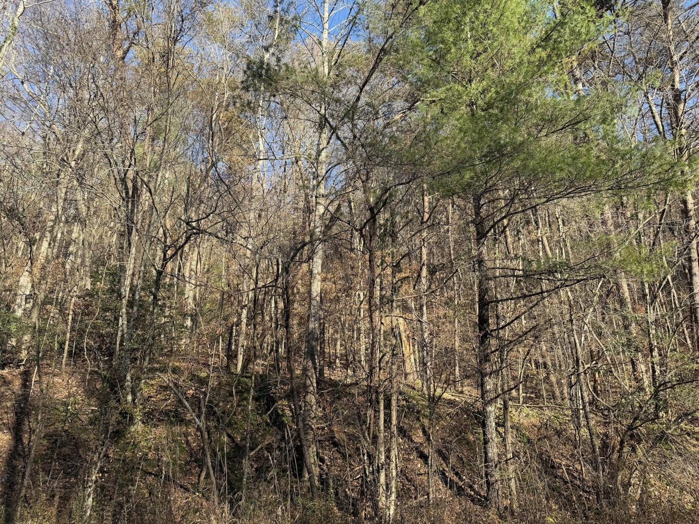 35.6 Acres | Agricultural Zoned | Wooded Land