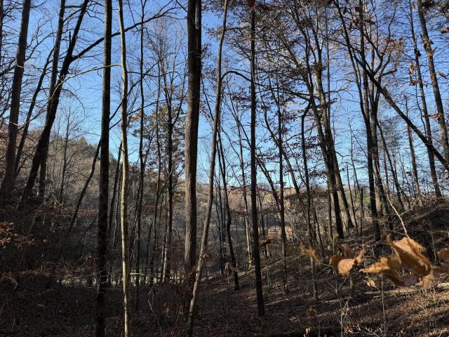 35.6 Acres | Agricultural Zoned | Wooded Land