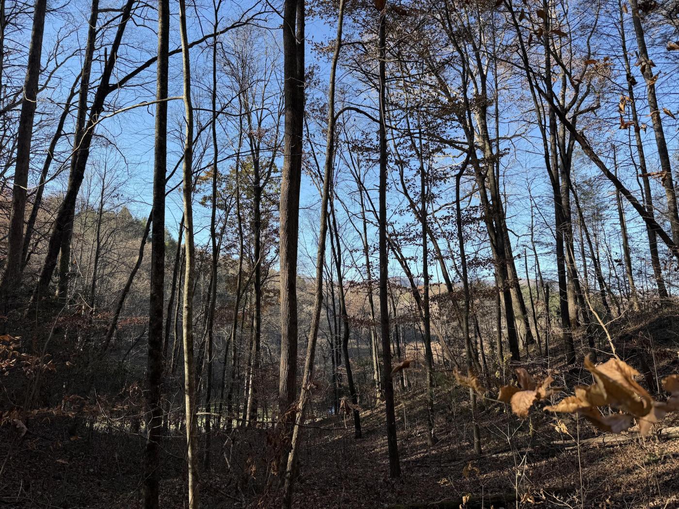 35.6 Acres | Agricultural Zoned | Wooded Land