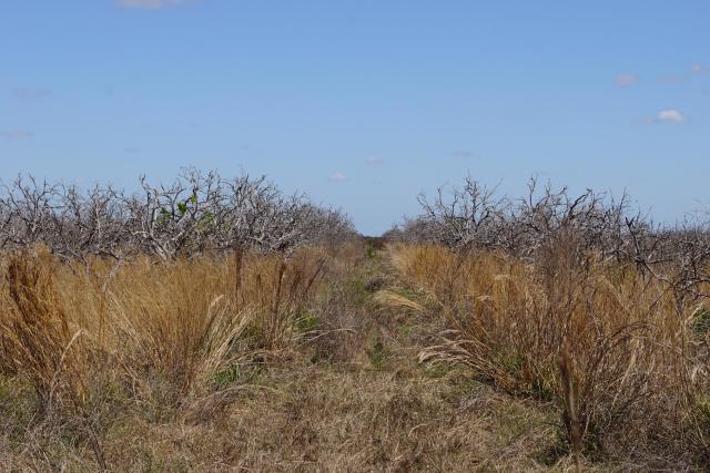 Rural Estate Homesites (TWO - 15.05+/- Acre)