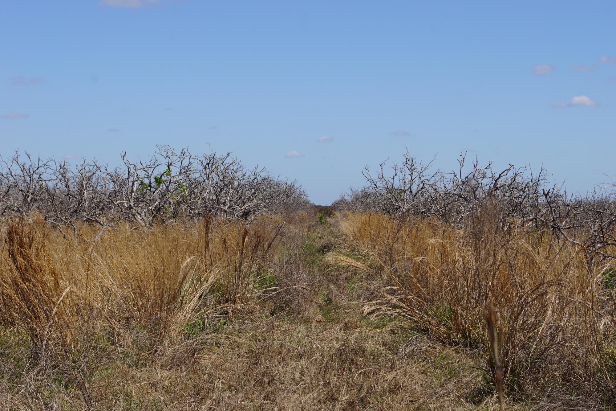 Rural Estate Homesites (TWO - 15.05+/- Acre)