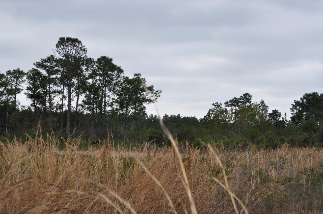 Annutteliga Hammock Tract 3