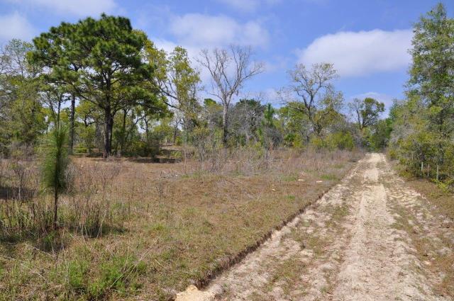 Annutteliga Hammock Tract 2