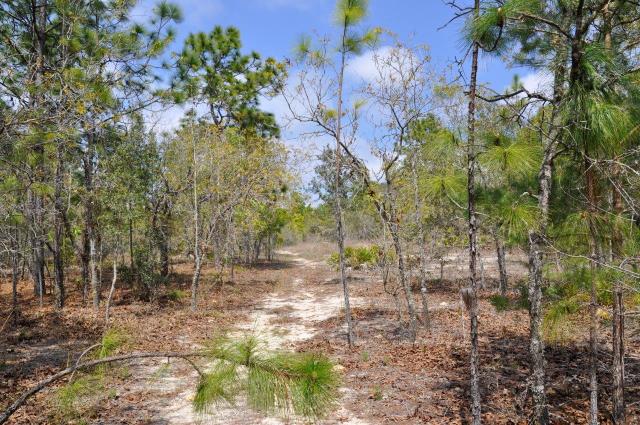 Annutteliga Hammock Tract 4