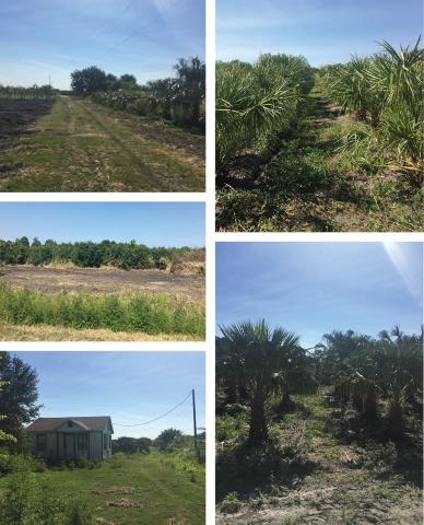 Black Hammock Tree Farm - Parcel B