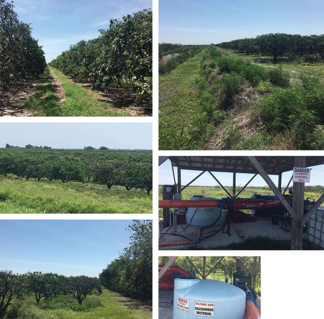 Indian River Citrus Grove