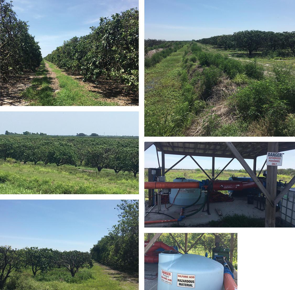 Indian River Citrus Grove