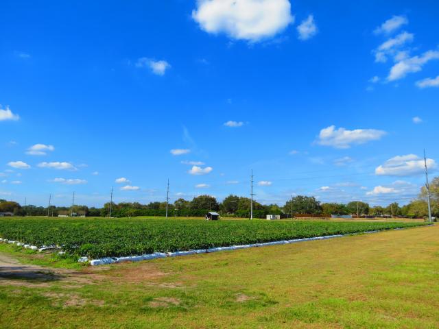Trapnell 1 Acre Homesites