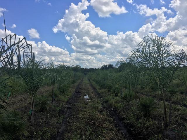 Black Hammock Agricultural Area 4.85 ac