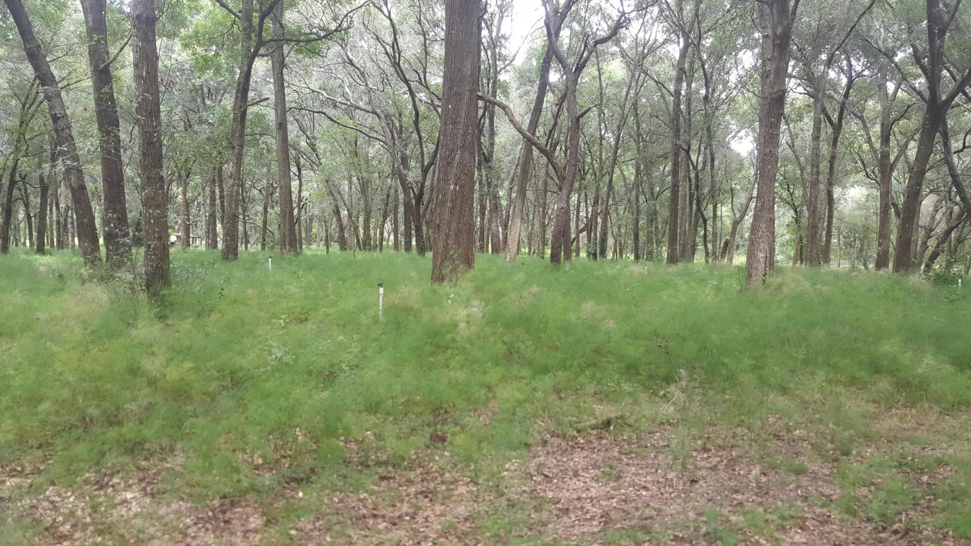 28.84 Acres NE Lake County