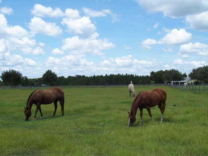 Polo Club Lane 5 Acres