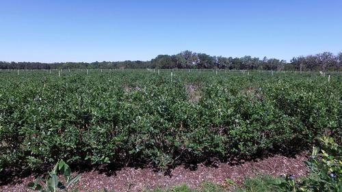 Florida Blueberry Farm (A-543CL)