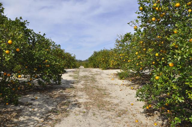 Babson Park 8 Acre Valencia Grove
