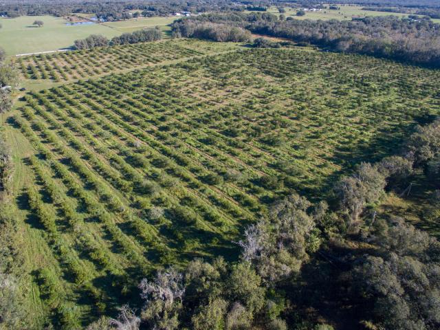 Private 21 Acre Estate - Lithia, FL