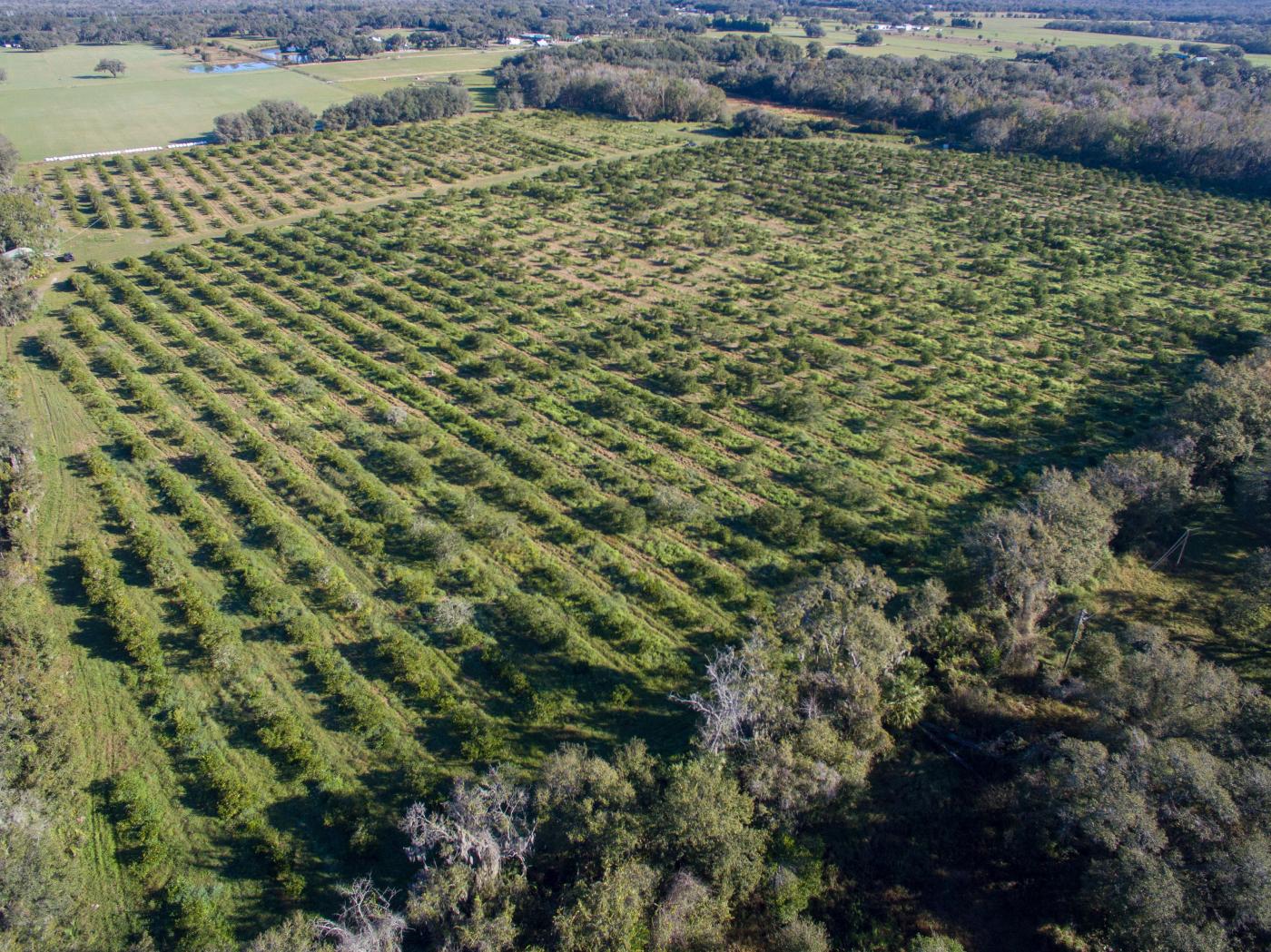 Private 21 Acre Estate - Lithia, FL