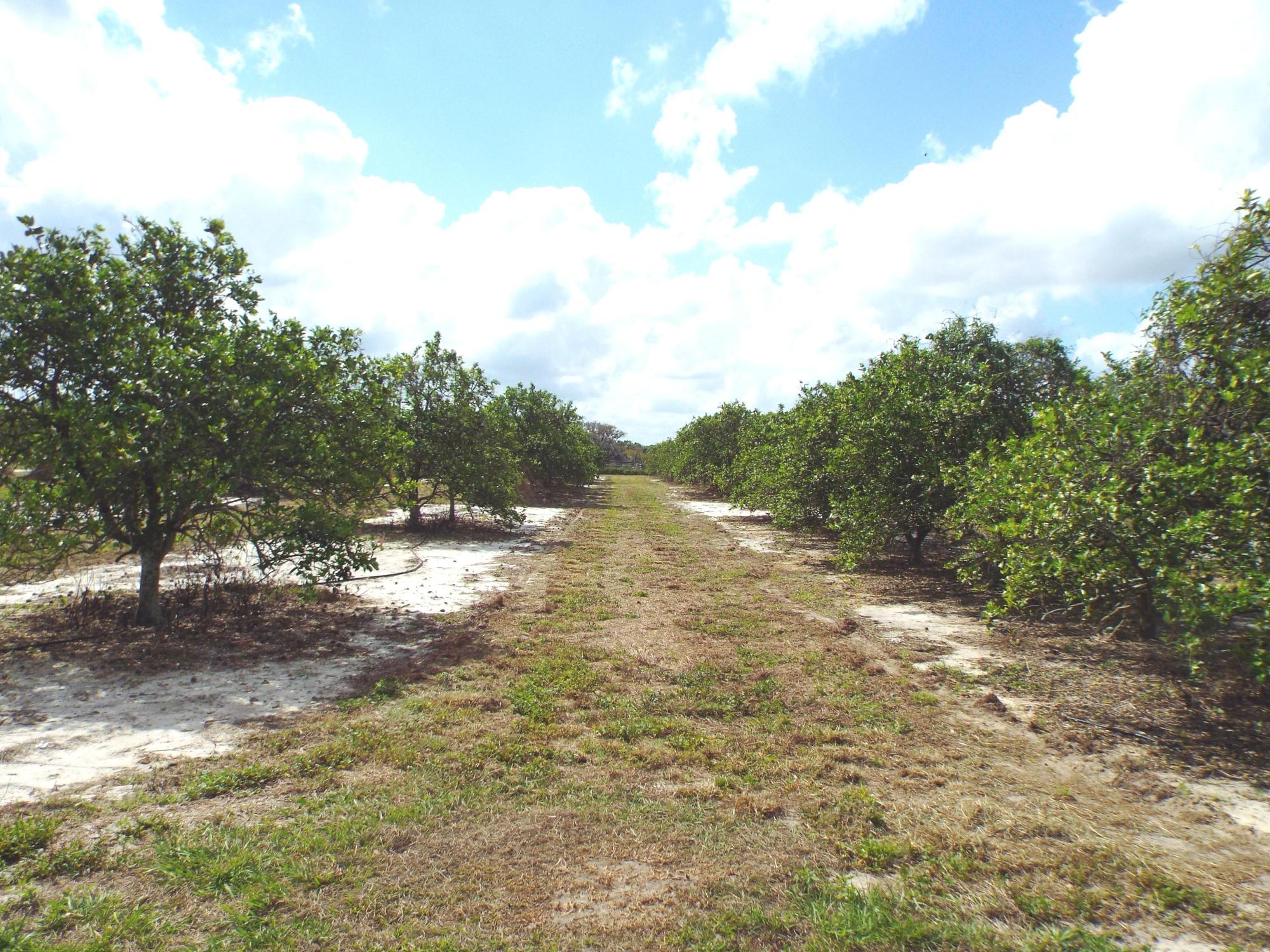18 Acre citrus grove