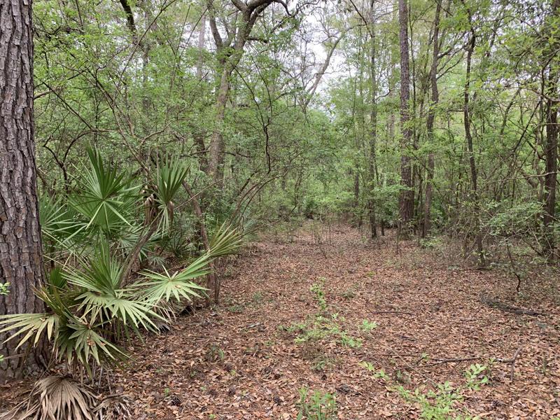 Suwannee Riverfront lot