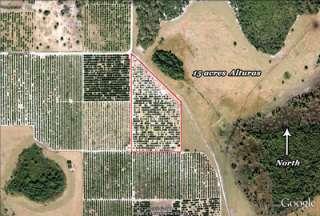 15 Acre Citrus Grove