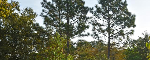 Green Swamp Preserve 7