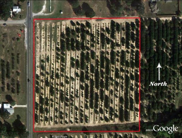 9.5 Ac Grove Lake Wales